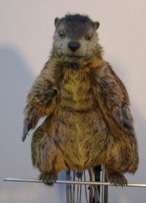 TCS- Pennsylvania Lottery's "Gus the Groundhog"