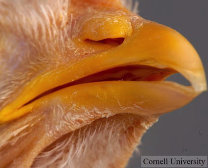 07_beak_articulationx420.jpg