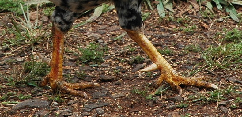 feral_rooster_on_kauai.jpg