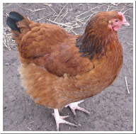 red sussex hen 28 feb 09 046 copy.jpg