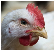 ist2_9140441-chicken-beak.jpg