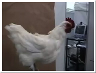 TCS Animatronic Chicken.mov